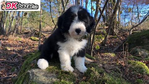 Bearded collie